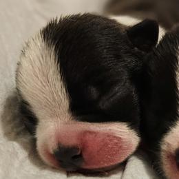 Boy 2 - Seal and white male Boston Terrier puppy in South Of Boston, Massachusetts from Boston Collections