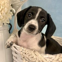 Rocco AKC - Piebald male Dachshund puppy in Hendersonville, North Carolina from Snarky Doxy Miniature Dachshunds
