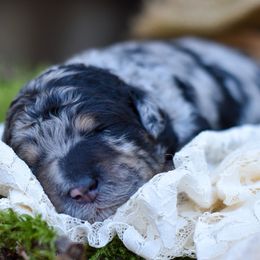 Girl 3 - female Bordoodle puppy in Tillamook, Oregon from Oregon Bordoodles