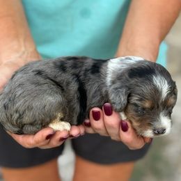 Gabby - Blue merle female Aussiedoodle puppy in Ambrose, Georgia from Brandilyn's Aussies