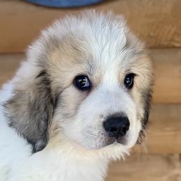 Bob Barker - White and badger male Great Pyrenees puppy in Clarksville, Tennessee from Easter Acres