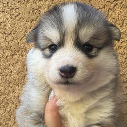 Cupcake - Silver and white female Pomsky puppy in La Verne, California from Red Cedar Pomskies
