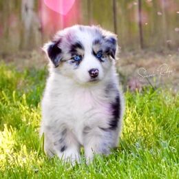 Australian Shepherd Puppies from Aussies of Sunset Ridge