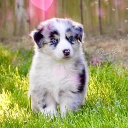 Australian Shepherd Puppies from Aussies of Sunset Ridge