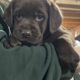 Labrador Retriever Puppies from Tag Hollow