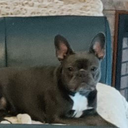 Cira - French Bulldog