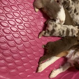 Australian Shepherd Puppies from Black Rock Farm Aussies