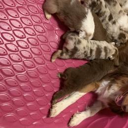 Australian Shepherd Puppies from Black Rock Farm Aussies