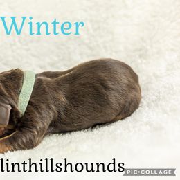 Winter - Liver and tan female Bloodhound puppy in Wamego, Kansas from Flint Hills Hounds