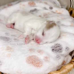 Pomsky Puppies from True North Pomskies
