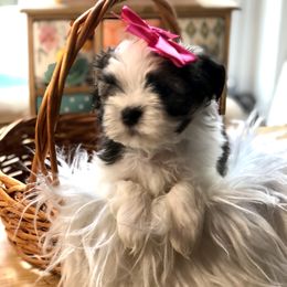 April - Fawn Companion Cross puppy in Middle Island, New York from Growing Whiskers