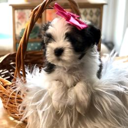 April - Fawn Companion Cross puppy in Middle Island, New York from Growing Whiskers