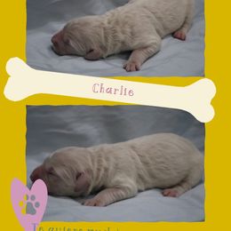 Goldendoodle Puppies from Daniel’s Doodles