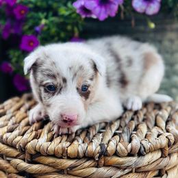 Boy 6 - red merle - Red merle male Border Collie puppy in Minden, Iowa from Rocking N Registered Border Collies & Labradors