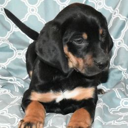 Dorcas - Black Catahoula Leopard Dog puppy in Potsdam, New York from Spot On Catahoula Leopard Dogs