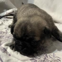 Dewey - Brindle male Pug puppy in South Carolina from Pugs From the Corner