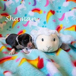 Shaman - Black tri-color female Australian Shepherd puppy in Benton City, Washington from Eventide Australian Shepherds
