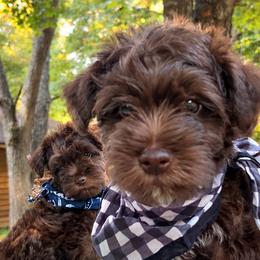 Cori - Liver male Miniature Schnauzer puppy in Charlotte, Tennessee from Heritage Miniature Schnauzers