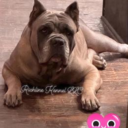 Genesis - Cane Corso
