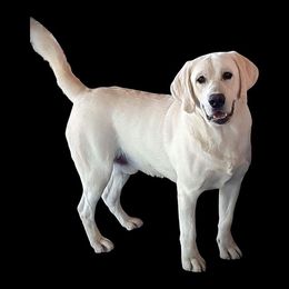 Ice - Labrador Retriever