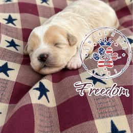 Freedom - Wheaten female Miniature Schnauzer puppy in Dorr, Michigan from Enchanted Paws
