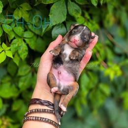 Uh-Oh - Blue merle male Aussiedoodle puppy in Centreville, Mississippi from Trin's Designer Doodles
