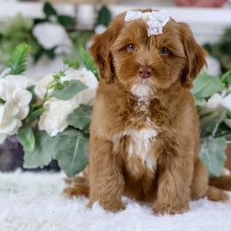 Meringue - Caramel female Australian Labradoodle puppy in Redding, California from Shasta Royal Monroe Puppies