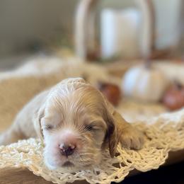 Cocker Spaniel puppies from Thrasher Family Puppies