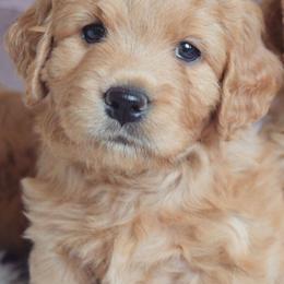 Goldendoodle and Labradoodle Puppies from Artisan Doodles