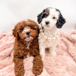Skunk - Tri-color female Cavapoo puppy in Idaho Falls, Idaho from Freckle Paw Family