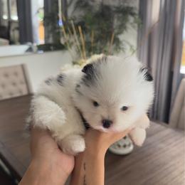 Oreo - Black parti male Pomeranian puppy in Sparks, Nevada from Pawfect Poms