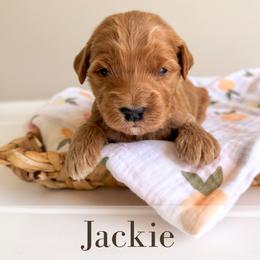 Jackie - Red  male Goldendoodle puppy in Melba, Idaho from KZ Doodles