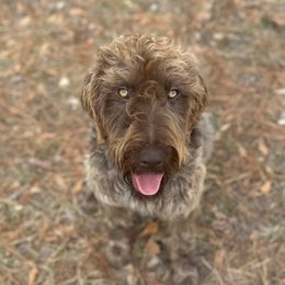 Molly - Wirehaired Pointing Griffon