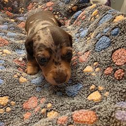Winston - Dapple male Dachshund puppy in El Cajon, California from Lisa Buxton