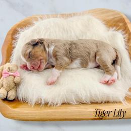 Tiger Lily - Red merle female Aussiedoodle puppy in Chattanooga, Tennessee from Remedy Ridge Aussiedoodles