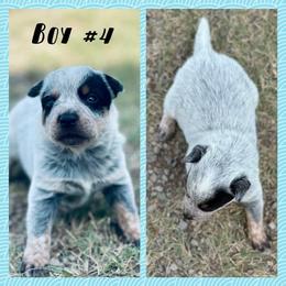 Boy 4 - Blue speckled male Australian Cattle Dog puppy in Prague, Oklahoma from S&B Cattle Co.