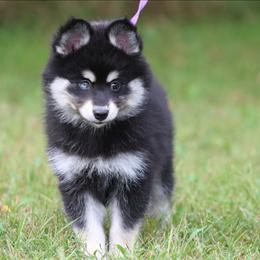 Flora - Black and white female Pomsky puppy in Missouri from Husky Hill Kennel