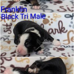 Franklin - Black tri-color male Australian Shepherd puppy in Squaw Valley, California from A&M Australian Shepherds