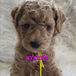Mystery - Apricot female Poodle puppy in Mansfield Center, Connecticut from Arrfs Poodles