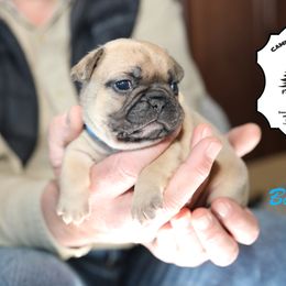 French Bulldog Puppies from Camp Fine Frenchies