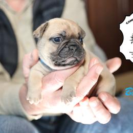 French Bulldog Puppies from Camp Fine Frenchies