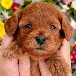 Janet - Red female Cavapoo puppy in Cedar City, Utah from Cedar Sprout Puppies