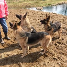 German Shepherd and Mastiff All Grown Up from Sherry Weber