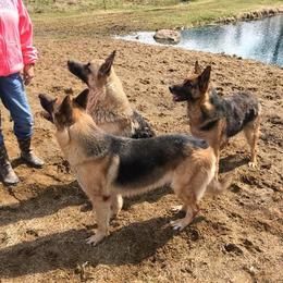 German Shepherd and Mastiff All Grown Up from Sherry Weber
