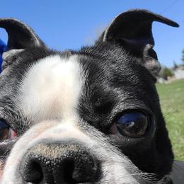 Joker - Boston Terrier
