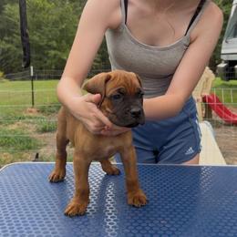 Code red - Red male Cane Corso puppy in Opelousas, Louisiana from Azelees Cane Corso