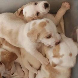 Beagles from Parrish Puppies