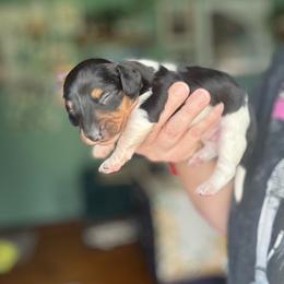 Sweetpea - Piebald female Dachshund puppy in Jacksonville, North Carolina from Lizzie’s Doxies