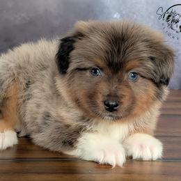 Lucky - Blue merle male Australian Shepherd puppy in Fultonville, New York from Sandy Aussies & Pomeranians