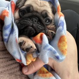 French Bulldog and Pug Puppies from Peachy Pugs